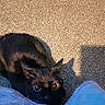 Bean is registered to the contest to win money with this photo: black_cat, cat, carpet, indoor, animal, pet, wide_eyes, shadow, blue_blanket, feline, playful, looking_up, curious, domestic_cat, fur, whiskers, ears, cute, floor, toy