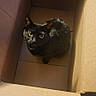 Bean is registered to the contest to win money with this photo: cat, black_cat, cardboard_box, pet, indoor, curious, animal, feline, box, carpet, looking_up, cute, whiskers, playful, domestic_cat, fur, sitting, alone, cozy, small_space