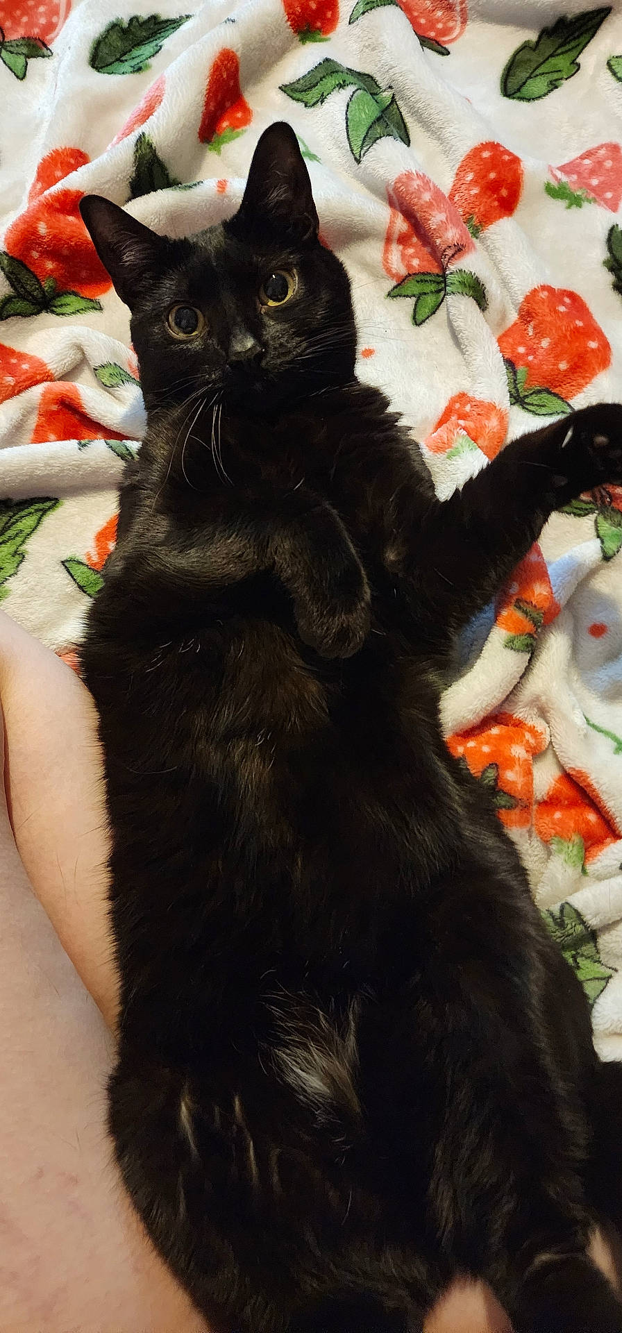 animal, black_cat, blanket, cat, companion, cozy, cute, domestic_animal, ears, eyes, feline, fur, indoor, lying_down, paw, pet, relaxed, soft, strawberry_pattern, whiskers
