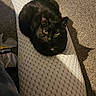 black_cat, cat, indoor, carpet, pillow, pet_food, food_bowl, shadow, animal, resting, feline, cozy, patterned, domestic, household, eyes, fur, relaxed, loaf_position, floor