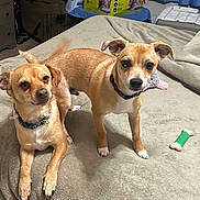 Bear joined the competition — help win amazing prizes! dog, tan_dog, bed, blanket, toy, indoor, pet, canine, collar, furniture, household_items, box, curtain, carpet, pet_toy, small_dog, looking, lying_down, standing, ears_up