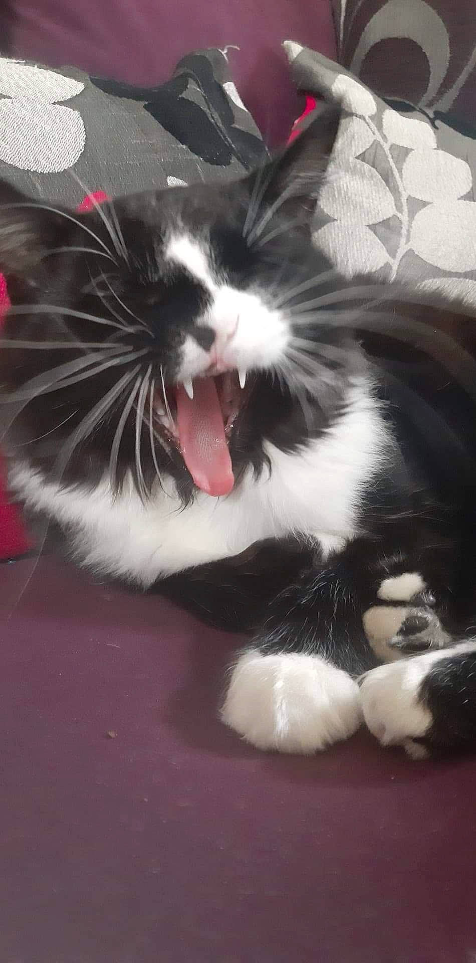 Missy is registered to the contest to win money with this photo: black_and_white, carnivore, cat, facial_expression, felidae, fur, kitten, norwegian_forest_cat, paw, polydactyl_cat, small_to_medium_sized_cats, snout, tail, whiskers, yawn