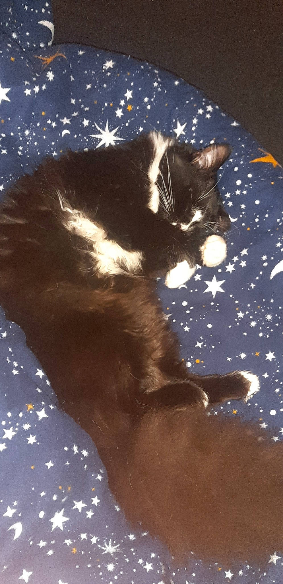 Missy is registered to the contest to win money with this photo: black_cat, carnivore, cat, felidae, small_to_medium_sized_cats, tail, whiskers