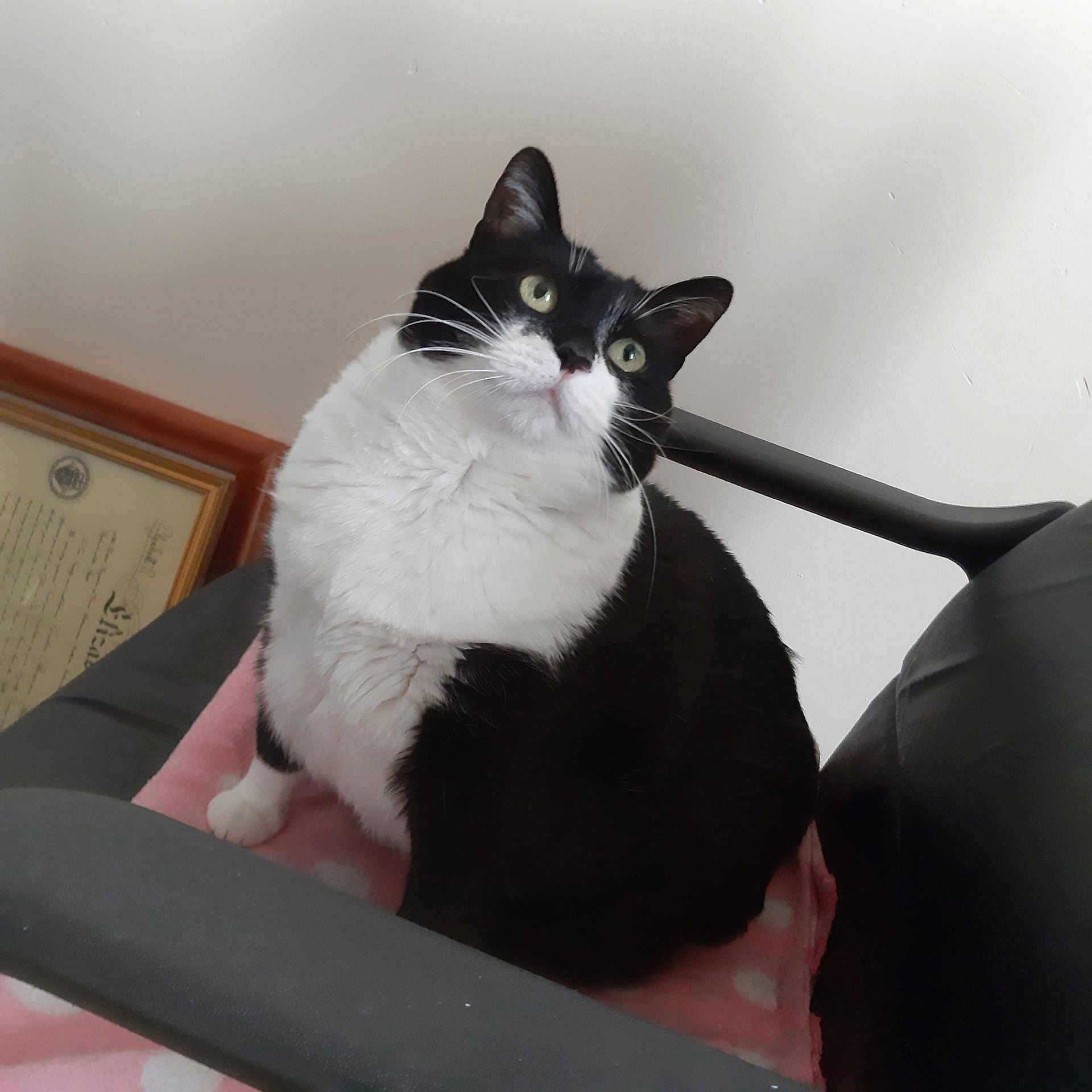 Lollie is registered to the contest to win money with this photo: american_wirehair, arm, black_and_white, carnivore, cat, domestic_short_haired_cat, eye, felidae, fur, furniture, human_body, lap, leg, organ, polydactyl_cat, sitting, small_to_medium_sized_cats, table, tail, whiskers