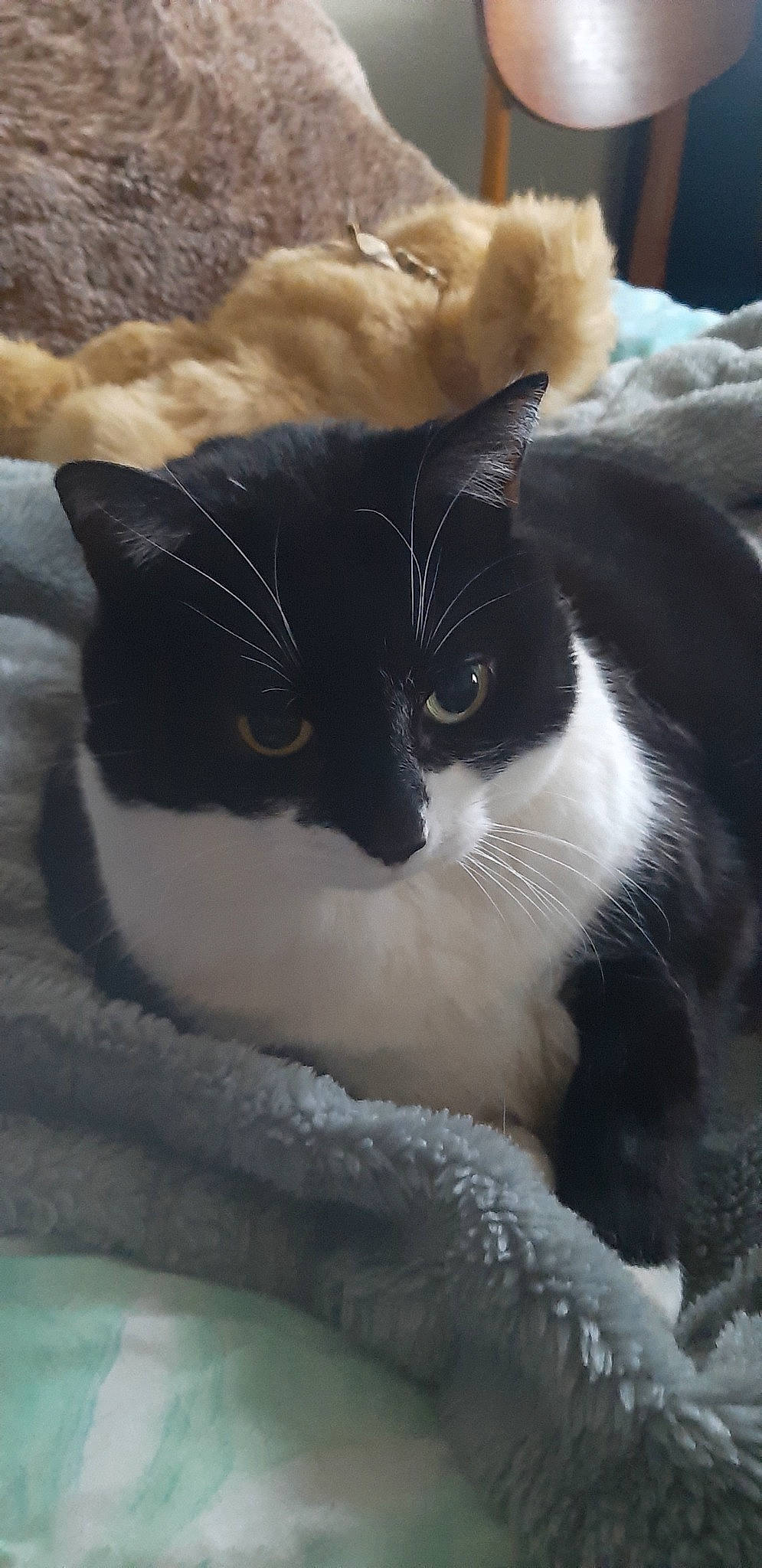 Lollie joined the competition — help win amazing prizes! american_wirehair, carnivore, cat, domestic_short_haired_cat, felidae, fur, polydactyl_cat, small_to_medium_sized_cats, snout, whiskers