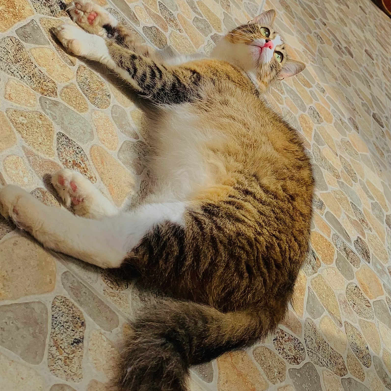Buty participe au concours pour gagner de l'argent avec cette photo : animal, cat, cute, domestic_animal, feline, floor, fluffy, fur, green_eyes, indoor, lying_down, mosaic_tiles, paws, pet, pink_nose, relaxed, resting, tabby, tail, whiskers