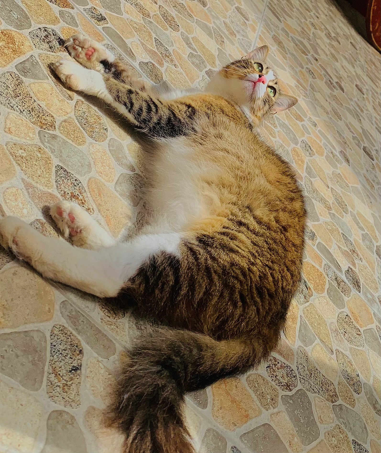 Buty participe au concours pour gagner de l'argent avec cette photo : cat, tabby, fluffy, lying_down, floor, mosaic_tiles, relaxed, pet, whiskers, tail, paws, indoor, feline, fur, domestic_animal, cute, animal, resting, green_eyes, pink_nose