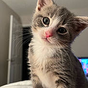 Morgan is registered to the contest to win money with this photo: animal, cat, close_up, curious, cute, domestic_cat, ears, eyes, feline, fur, indoor, kitten, pet, pink_nose, portrait, small, soft_light, tabby, whiskers, young