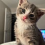 animal, cat, close_up, curious, cute, domestic_cat, ears, eyes, feline, fur, indoor, kitten, pet, pink_nose, portrait, small, soft_light, tabby, whiskers, young