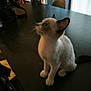Freya a rejoint le concours — aidez-le/la à gagner de superbes lots ! kitten, cat, siamese, pet, indoor, table, curious, animal, fur, whiskers, ears, face, sitting, domestic, young, feline, home, furniture, black_table, looking_up