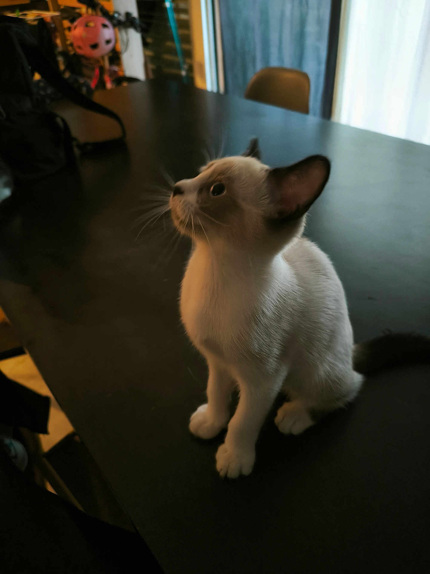 Freya a rejoint le concours — aidez-le/la à gagner de superbes lots ! kitten, cat, siamese, pet, indoor, table, curious, animal, fur, whiskers, ears, face, sitting, domestic, young, feline, home, furniture, black_table, looking_up