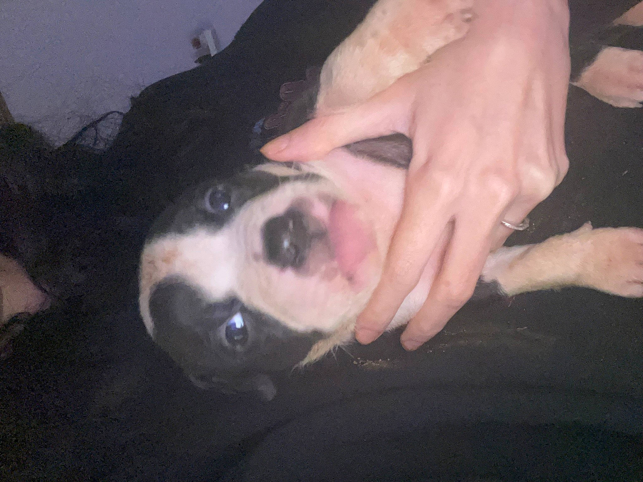 Lucifer is registered to the contest to win money with this photo: canidae, carnivore, companion_dog, dog, dog_breed, fawn, flesh, foot, fur, gesture, human_leg, jaw, nail, non_sporting_group, snout, sporting_group, vertebrate, whiskers, working_animal, wrist