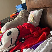Buddy is registered to the contest to win money with this photo: dog, white_dog, couch, pillow, blanket, red_blanket, white_blanket, butterfly_pillow, side_table, pet_brush, blue_organizer, indoor, resting, cozy, soft_furnishing, brown_couch, pet, home, relaxing, comfort