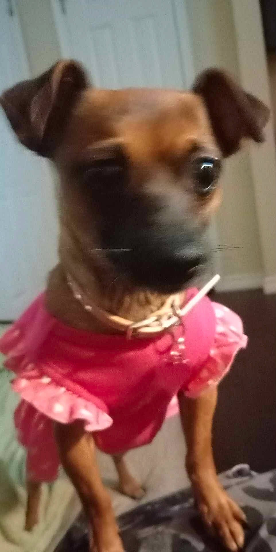 Rosie joined the competition — help win amazing prizes! canidae, carnivore, chihuahua, collar, companion_dog, dog, dog_breed, dog_clothes, dog_collar, dog_supply, ear, fawn, fur, pet_supply, pink, snout, sporting_group, toy_dog, whiskers, working_animal