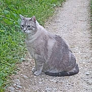 Parker participe au concours pour gagner de l'argent avec cette photo : cat, gray_tabby, sitting, gravel_path, outdoor, greenery, grass, animal, pet, nature, feline, calm, quiet, daylight, fur, ears, tail, whiskers, mammal, wildlife