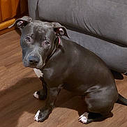 Diamond is registered to the contest to win money with this photo: dog, indoor, wooden_floor, couch, black_coat, white_paws, pet, animal, looking_up, sitting, floor, ears, collar, cute, companion, domestic, canine, fur, home, expression