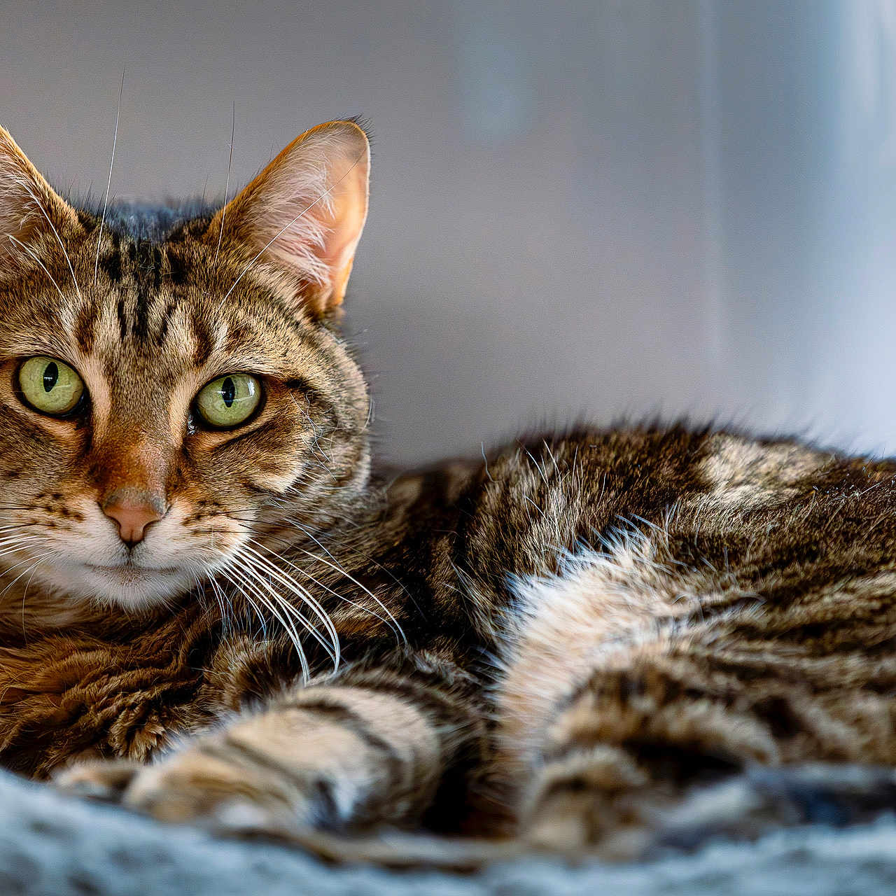 Tigrou participe au concours pour gagner de l'argent avec cette photo : animal, background_blur, cat, close_up, cozy, curious, domestic_animal, feline, fur, green_eyes, indoor, knitted_blanket, lying_down, mammal, pet, portrait, relaxed, soft_texture, tabby_cat, whiskers