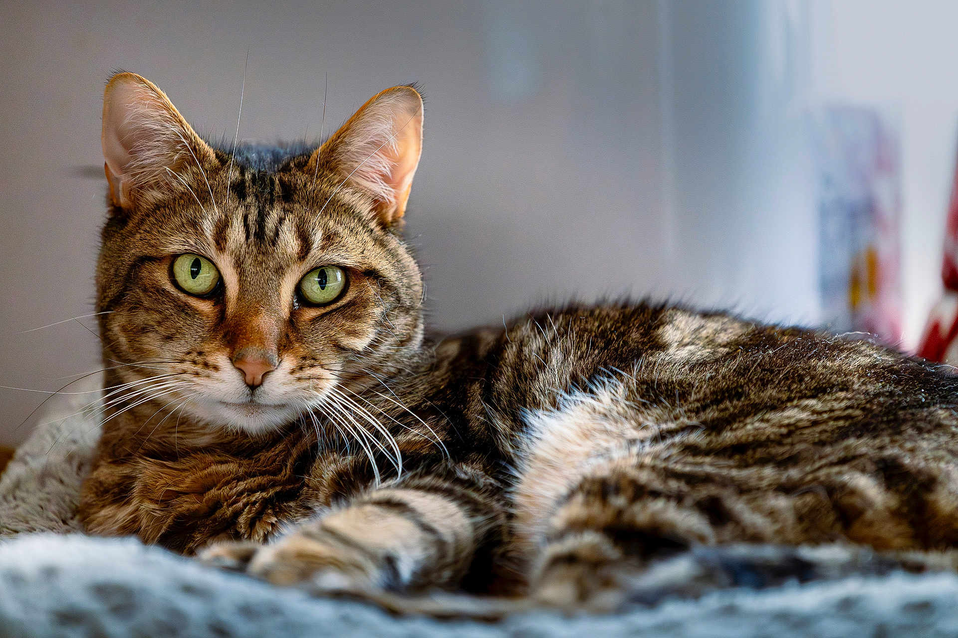Tigrou participe au concours pour gagner de l'argent avec cette photo : cat, tabby_cat, pet, feline, animal, whiskers, green_eyes, close_up, lying_down, fur, indoor, cozy, knitted_blanket, relaxed, curious, portrait, mammal, domestic_animal, soft_texture, background_blur