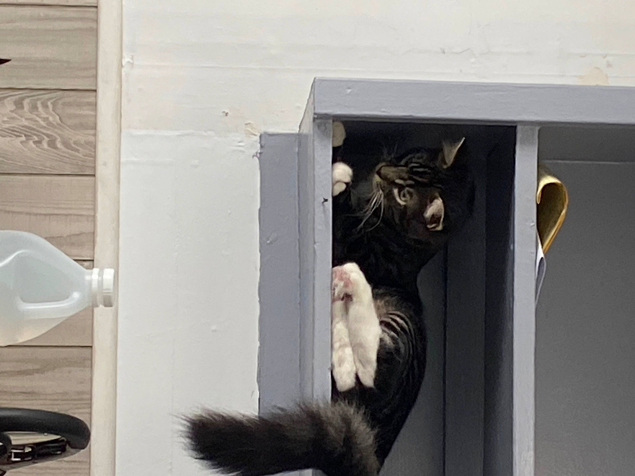 Rascal is registered to the contest to win money with this photo: art, black_cat, carnivore, cat, cat_supply, domestic_short_haired_cat, felidae, fur, grey, house, pet_supply, small_to_medium_sized_cats, tail, whiskers, window, wood