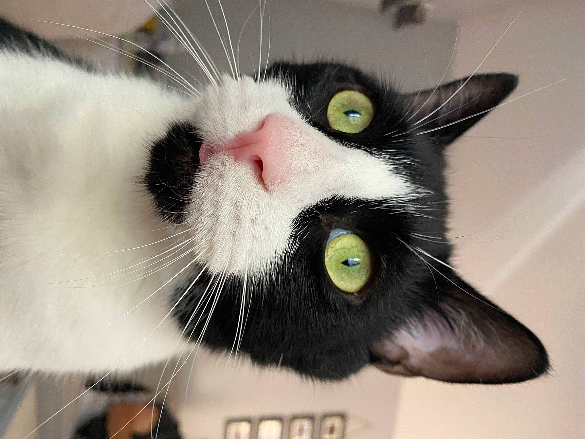 Tux joined the competition — help win amazing prizes! carnivore, cat, domestic_short_haired_cat, fang, felidae, fur, iris, paw, small_to_medium_sized_cats, snout, whiskers