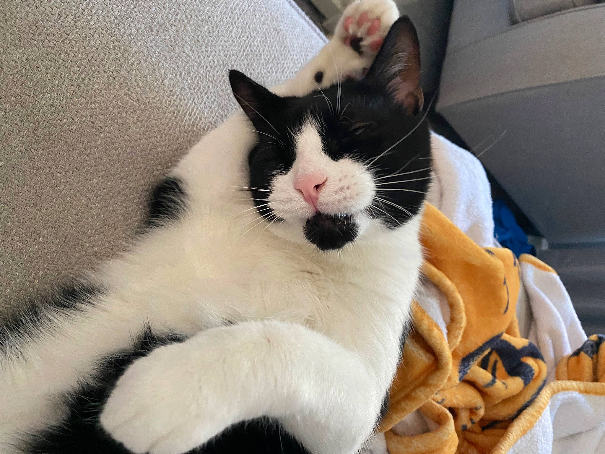 Tux is registered to the contest to win money with this photo: carnivore, cat, cat_supply, claw, comfort, couch, domestic_short_haired_cat, felidae, fur, linens, mammal, paw, pet_supply, small_to_medium_sized_cats, snout, tail, terrestrial_animal, vertebrate, whiskers