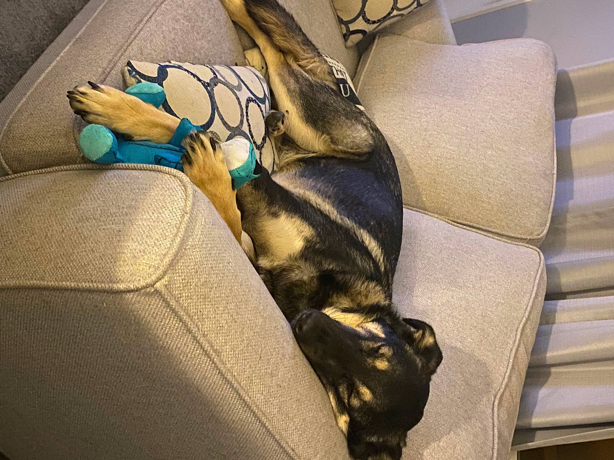 Lincoln joined the competition — help win amazing prizes! armrest, auto_part, bag, car_seat, car_seat_cover, carnivore, comfort, companion_dog, couch, electric_blue, fashion_accessory, fawn, felidae, fur, human_leg, linens, nap, tail, tints_and_shades, vehicle_door