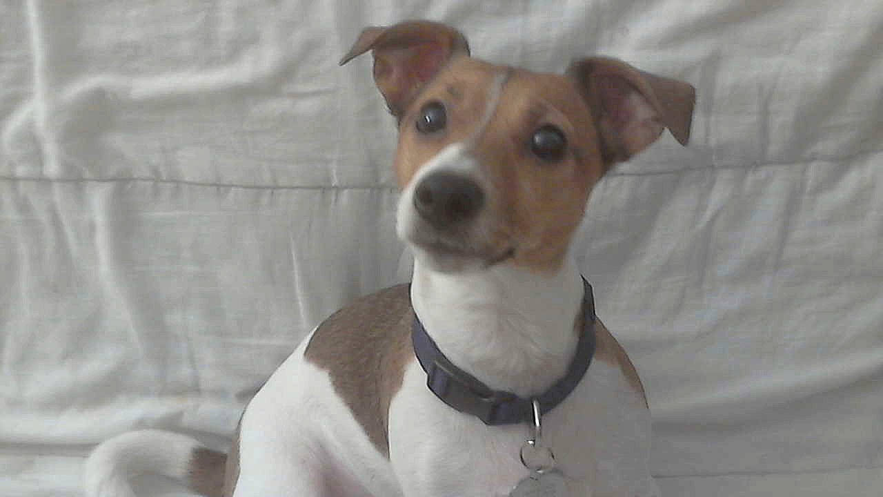 Poly participe au concours pour gagner de l'argent avec cette photo : brazilian_terrier, canidae, carnivore, companion_dog, dog, dog_breed, fawn, feist, irishjacks, jack_russell_terrier, mammal, miniature_fox_terrier, parson_russell_terrier, plummer_terrier, rare_breed_dog, rat_terrier, russell_terrier, teddy_roosevelt_terrier, tenterfield_terrier, vertebrate