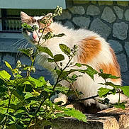 Peuch a rejoint le concours — aidez-le/la à gagner de superbes lots ! cat, animal, orange, white, feline, pet, outdoor, greenery, plants, brick, stone_wall, sunlight, nature, whiskers, fur, window, leaf, closeup, curious, perched