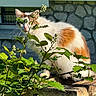cat, animal, orange, white, feline, pet, outdoor, greenery, plants, brick, stone_wall, sunlight, nature, whiskers, fur, window, leaf, closeup, curious, perched