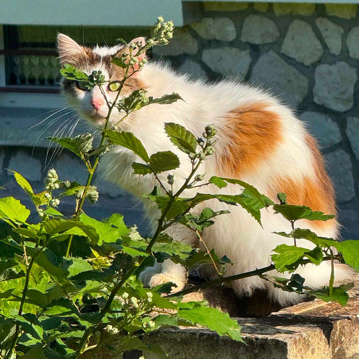 Peuch a rejoint le concours — aidez-le/la à gagner de superbes lots ! cat, animal, orange, white, feline, pet, outdoor, greenery, plants, brick, stone_wall, sunlight, nature, whiskers, fur, window, leaf, closeup, curious, perched