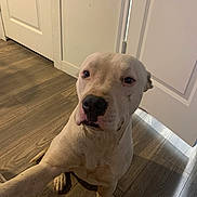 Tank Miller is registered to the contest to win money with this photo: dog, white_dog, indoor, wooden_floor, door, pet, animal, looking_up, canine, flooring, curious, companion, domestic_animal, mammal, sitting, fur, household, portrait, light, shadow