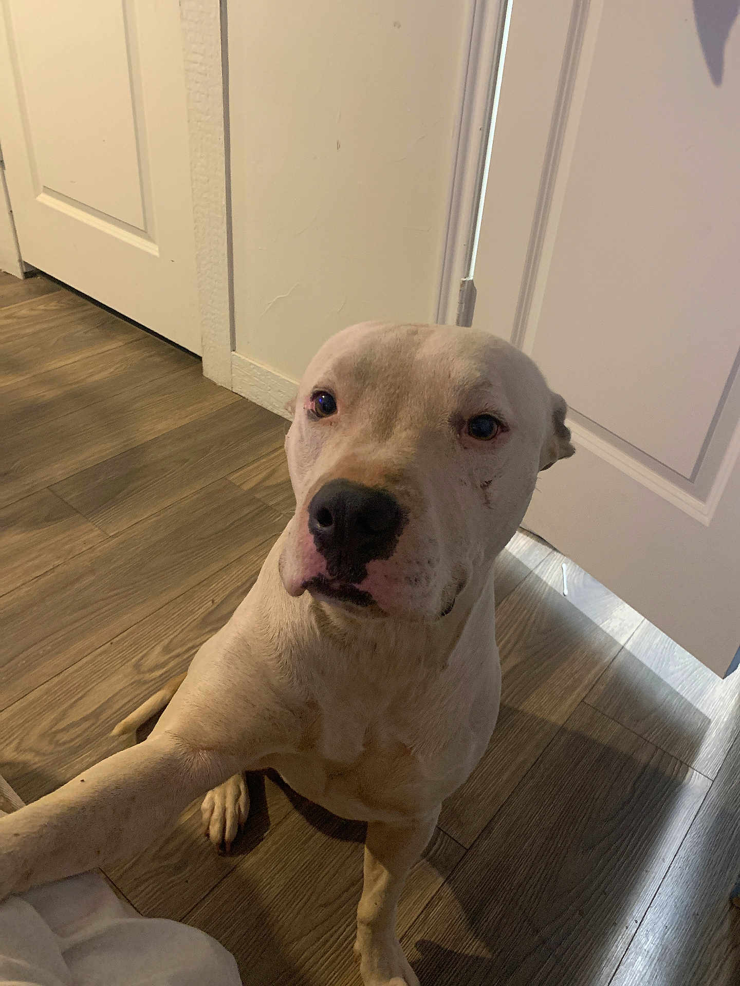 Tank Miller is registered to the contest to win money with this photo: dog, white_dog, indoor, wooden_floor, door, pet, animal, looking_up, canine, flooring, curious, companion, domestic_animal, mammal, sitting, fur, household, portrait, light, shadow