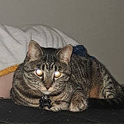 Mr.crowley is registered to the contest to win money with this photo: animal, blanket, cat, collar, comfort, cute, domestic, ears, eyes, face, feline, fur, indoor, lying_down, pet, resting, tabby, tag, tail, whiskers