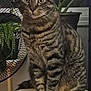 cat, tabby, indoor, stool, plant, fan, yellow_eyes, pet, feline, striped, sitting, domestic, fur, whiskers, ears, tail, wood, window, home, cozy