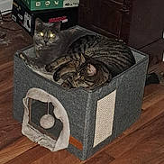 Mr.crowley is registered to the contest to win money with this photo: cat, cats, pet, animal, feline, cozy, indoor, cat_house, wooden_floor, tabby_cat, gray_cat, resting, snuggling, cute, domestic, eyes_glowing, flash, living_room, pet_toys, home