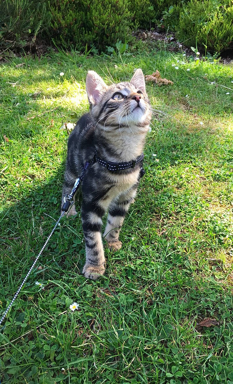 Toulouse participe au concours pour gagner de l'argent avec cette photo : american_shorthair, bengal, carnivore, cat, domestic_short_haired_cat, european_shorthair, felidae, grass, lawn, mammal, pixie_bob, small_to_medium_sized_cats, sokoke, swedish_vallhund, tabby_cat, tail, whiskers, wild_cat, wildlife, wolfdog