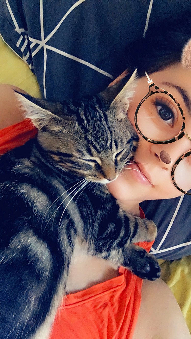 Toulouse a rejoint le concours — aidez-le/la à gagner de superbes lots ! american_shorthair, asian, carnivore, cat, cool, ear, eye, eyewear, felidae, fur, glasses, kitten, leg, nose, photography, selfie, small_to_medium_sized_cats, snout, tabby_cat, whiskers