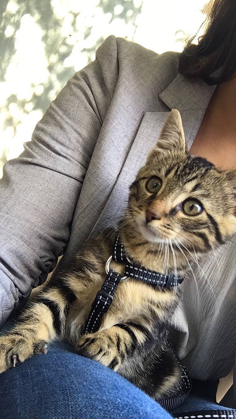 Toulouse a rejoint le concours — aidez-le/la à gagner de superbes lots ! american_shorthair, asian, bengal, carnivore, cat, claw, domestic_short_haired_cat, dragon_li, european_shorthair, felidae, fur, kitten, maine_coon, mammal, pixie_bob, small_to_medium_sized_cats, sokoke, tabby_cat, toyger, whiskers