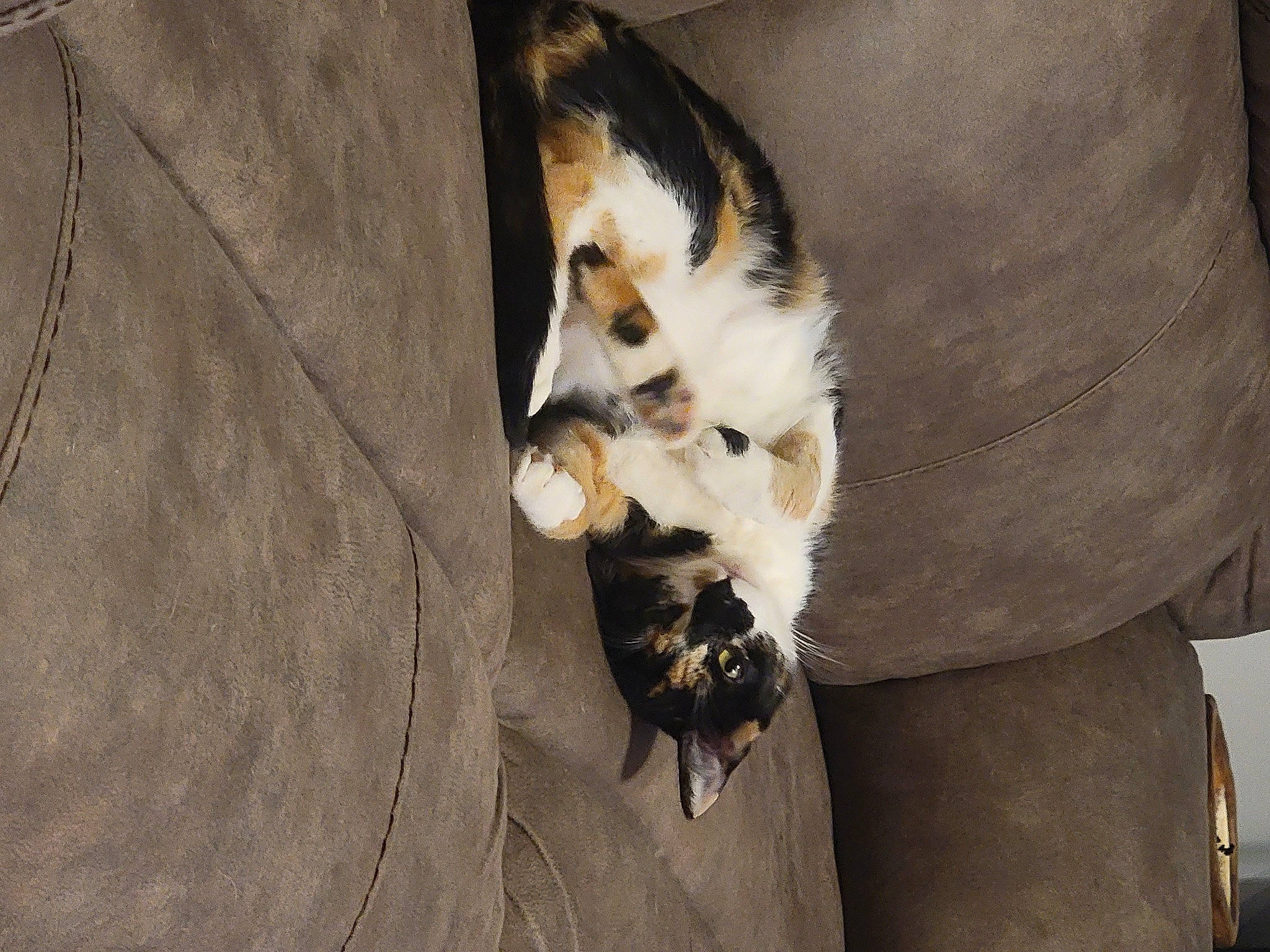 Elvie joined the competition — help win amazing prizes! brown, canidae, carnivore, cat, claw, comfort, dog_breed, domestic_short_haired_cat, felidae, formal_wear, fur, paw, small_to_medium_sized_cats, sporting_group, tail, tree, whiskers, wood