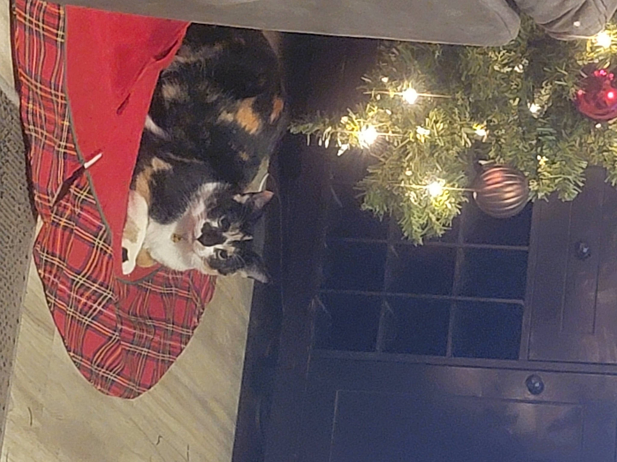 Elvie joined the competition — help win amazing prizes! art, carnivore, cat, christmas_decoration, christmas_ornament, christmas_tree, event, felidae, holiday_ornament, house, ornament, plant, small_to_medium_sized_cats, tartan, textile, tints_and_shades, tree, whiskers, window, wood