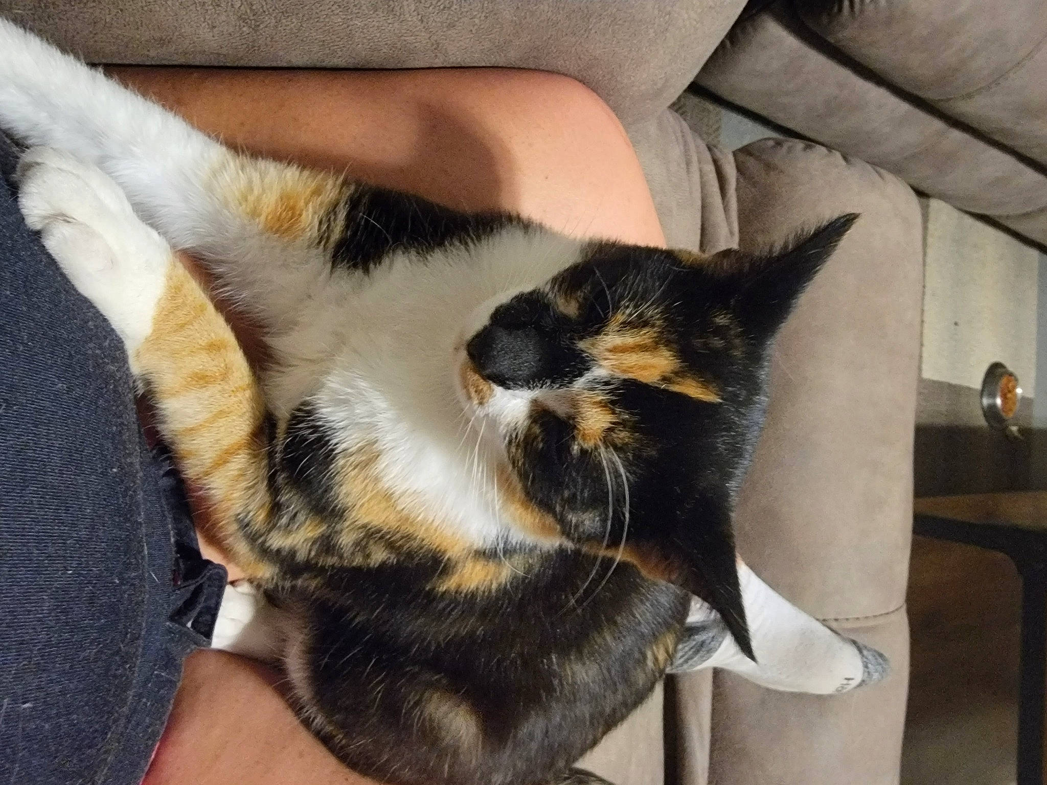 Elvie is registered to the contest to win money with this photo: carnivore, cat, claw, comfort, companion_dog, dog_breed, domestic_short_haired_cat, felidae, foot, fur, human_leg, lap, mammal, nap, paw, small_to_medium_sized_cats, snout, tail, vertebrate, whiskers