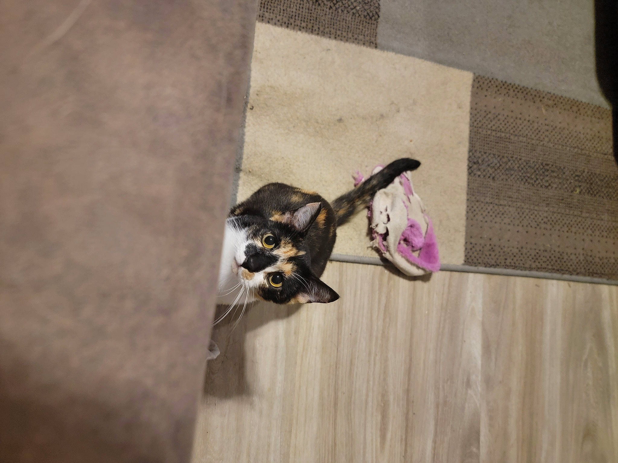 Elvie joined the competition — help win amazing prizes! canidae, carnivore, cat, companion_dog, dog_breed, domestic_short_haired_cat, fawn, felidae, flooring, fur, grey, hardwood, laminate_flooring, room, small_to_medium_sized_cats, sporting_group, tail, whiskers, wood, wood_flooring