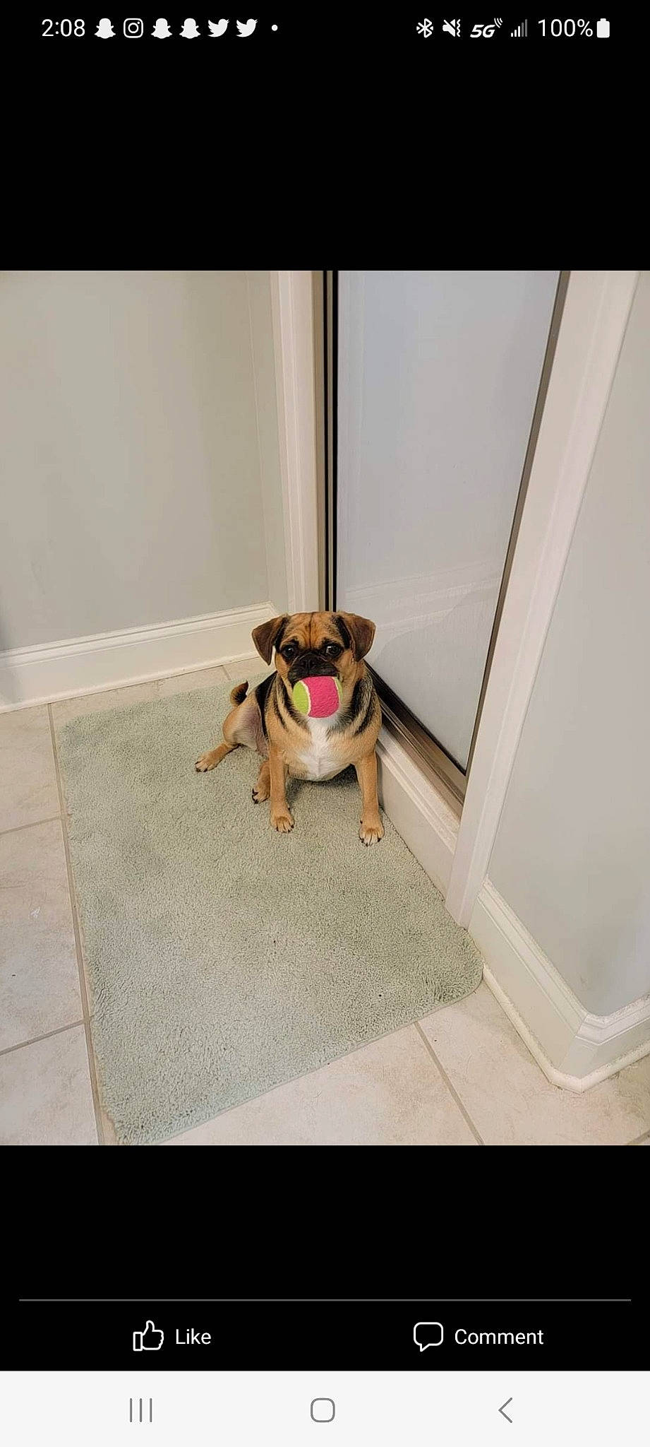 Pak is registered to the contest to win money with this photo: canidae, carnivore, circle, collar, companion_dog, dog, dog_breed, dog_clothes, dog_supply, fawn, floor, flooring, leash, pet_supply, pug, rectangle, sporting_group, tail, toy_dog, working_animal