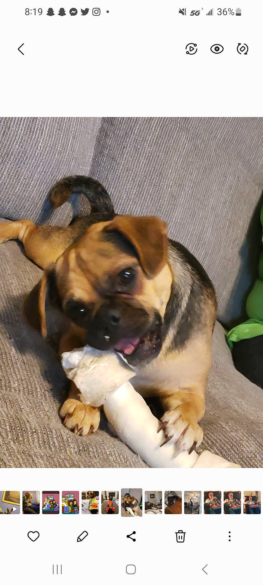 Pak joined the competition — help win amazing prizes! bored, canidae, carnivore, comfort, companion_dog, dog, dog_breed, dog_supply, fawn, fur, non_sporting_group, paw, pet_supply, puppy, rectangle, snout, sporting_group, whiskers, working_animal, working_dog