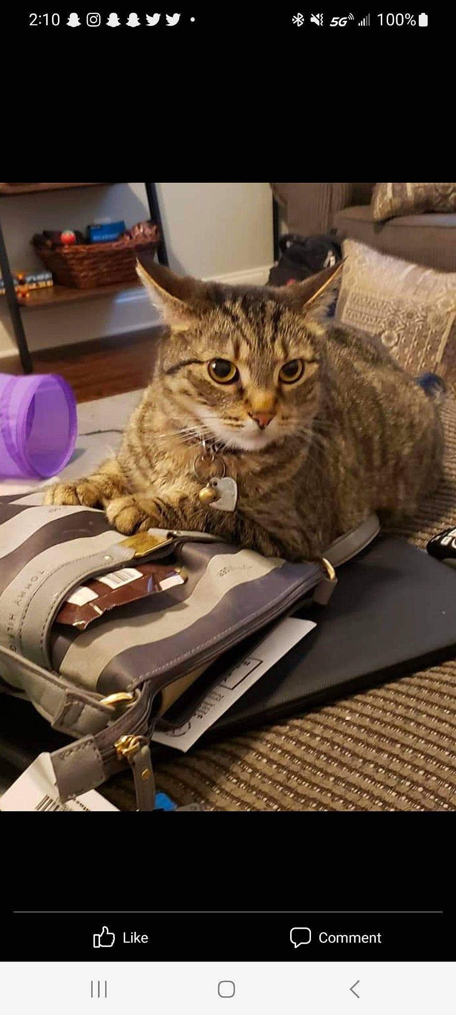 Scooter is registered to the contest to win money with this photo: bag, box, carnivore, cat, comfort, couch, domestic_short_haired_cat, eyewear, felidae, fur, luggage_and_bags, metal, paper_bag, sitting, small_to_medium_sized_cats, whiskers