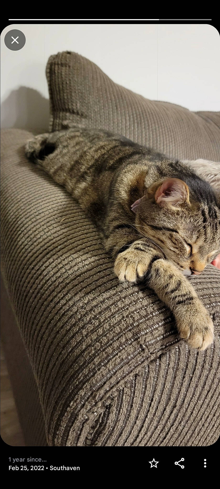 Scooter joined the competition — help win amazing prizes! carnivore, cat, comfort, couch, domestic_short_haired_cat, fawn, felidae, fur, grey, human_leg, linens, nap, paw, sitting, small_to_medium_sized_cats, snout, tail, terrestrial_animal, whiskers, wood