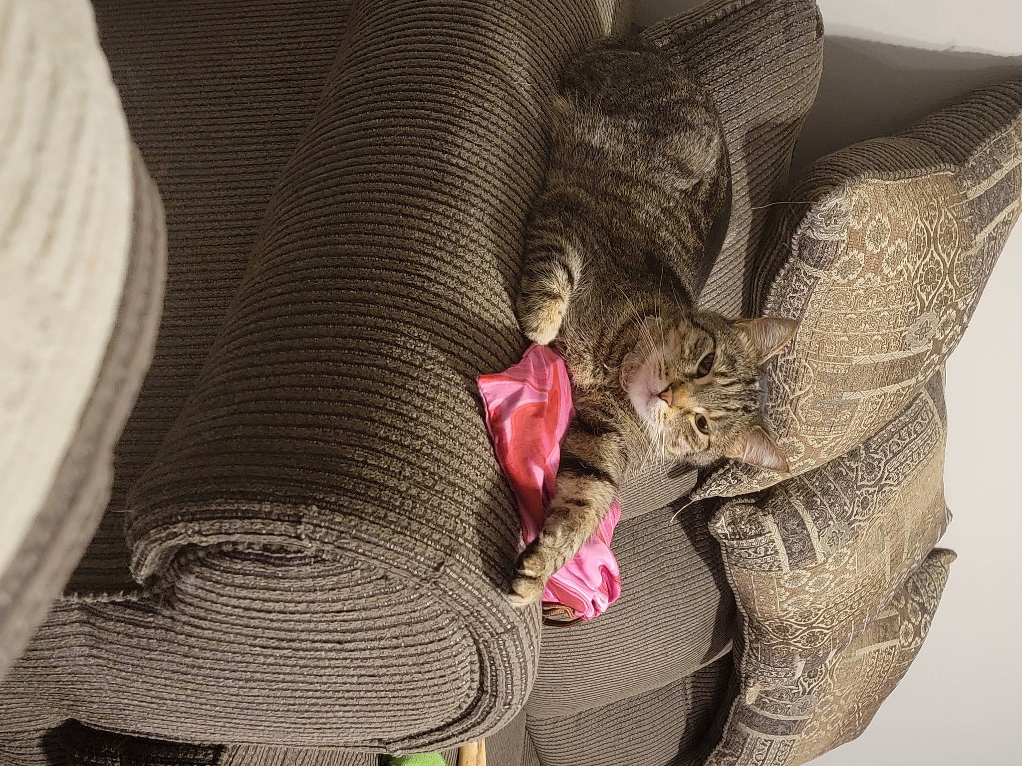 Scooter joined the competition — help win amazing prizes! carnivore, cat, comfort, elephant, eye, felidae, gesture, grey, hat, head, human_body, human_leg, organism, skin, small_to_medium_sized_cats, snout, thigh, tie, whiskers, wrinkle