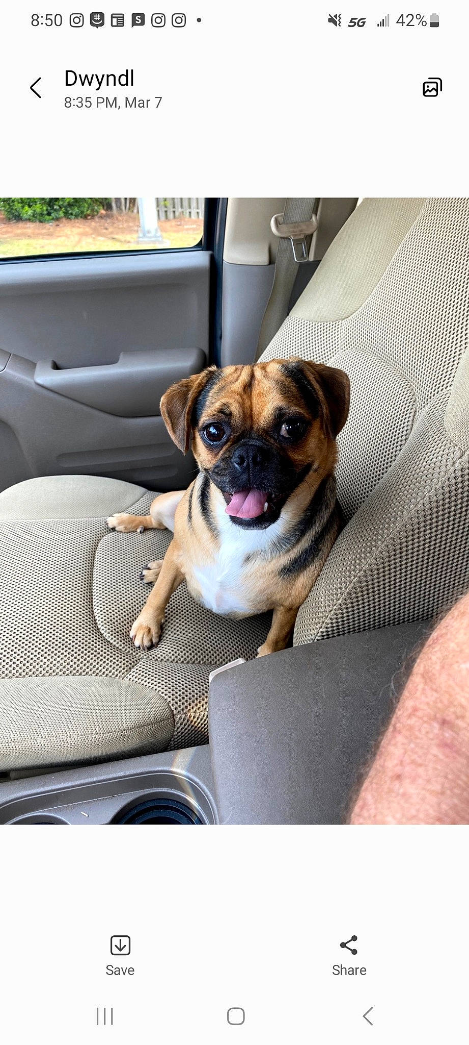 Pak joined the competition — help win amazing prizes! canidae, car, car_seat, carnivore, comfort, companion_dog, dog, dog_breed, dog_supply, door, fawn, motor_vehicle, pug, snout, sporting_group, toy_dog, vehicle, vehicle_door, working_animal, wrinkle