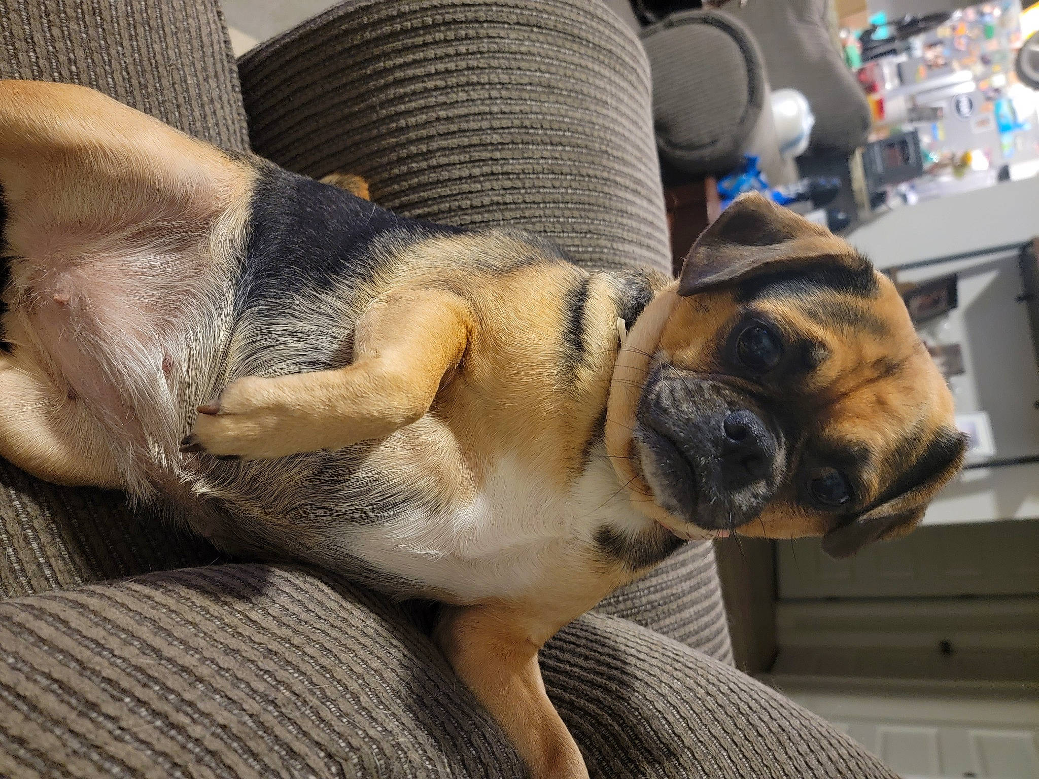 Pak is registered to the contest to win money with this photo: canidae, carnivore, comfort, companion_dog, couch, dog, dog_breed, fawn, fur, human_leg, jaw, paw, sitting, snout, sporting_group, tail, terrestrial_animal, whiskers, working_animal, wrinkle