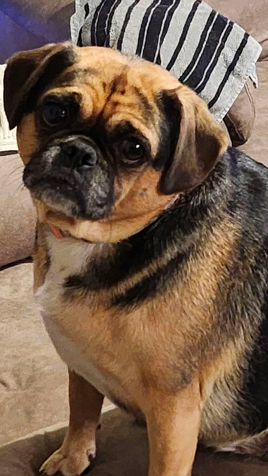 Pak is registered to the contest to win money with this photo: ancient_dog_breeds, canidae, carnivore, collar, companion_dog, dog, dog_breed, dog_collar, fawn, fur, non_sporting_group, pug, snout, sporting_group, terrestrial_animal, toy_dog, whiskers, working_animal, working_dog, wrinkle